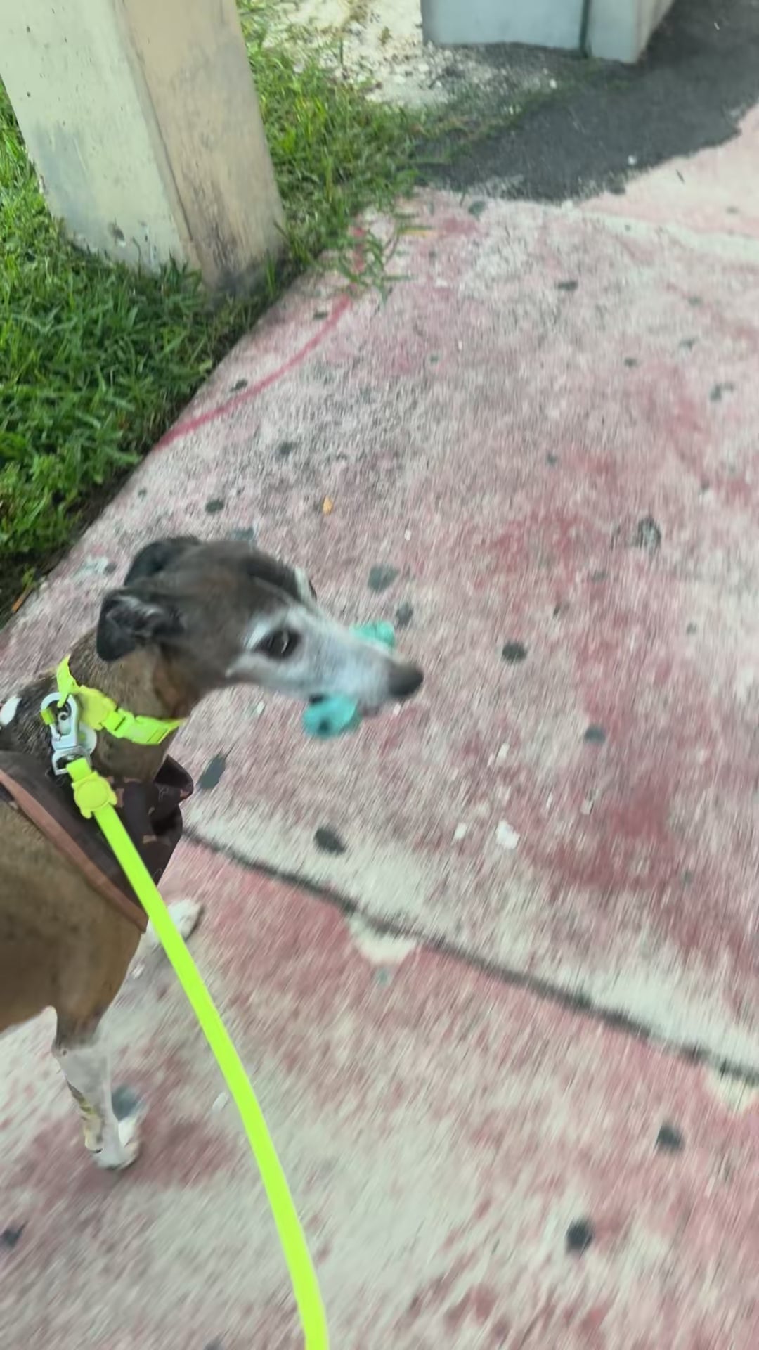 Juguete Interactivo Mordedor para Perros - Mint Bone | Sensorial Bone